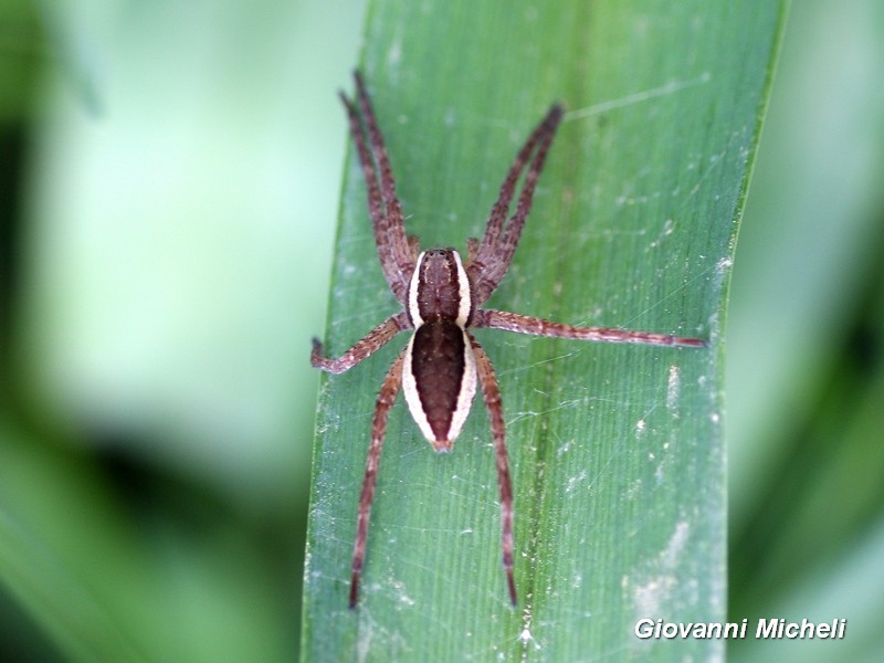 Pisauridae:  Dolomedes sp. - Magenta (MI)